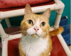 SPCA_Gin